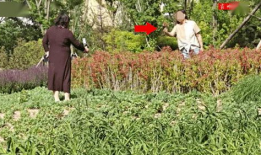 摘花视频,摘花视频背后的温馨故事